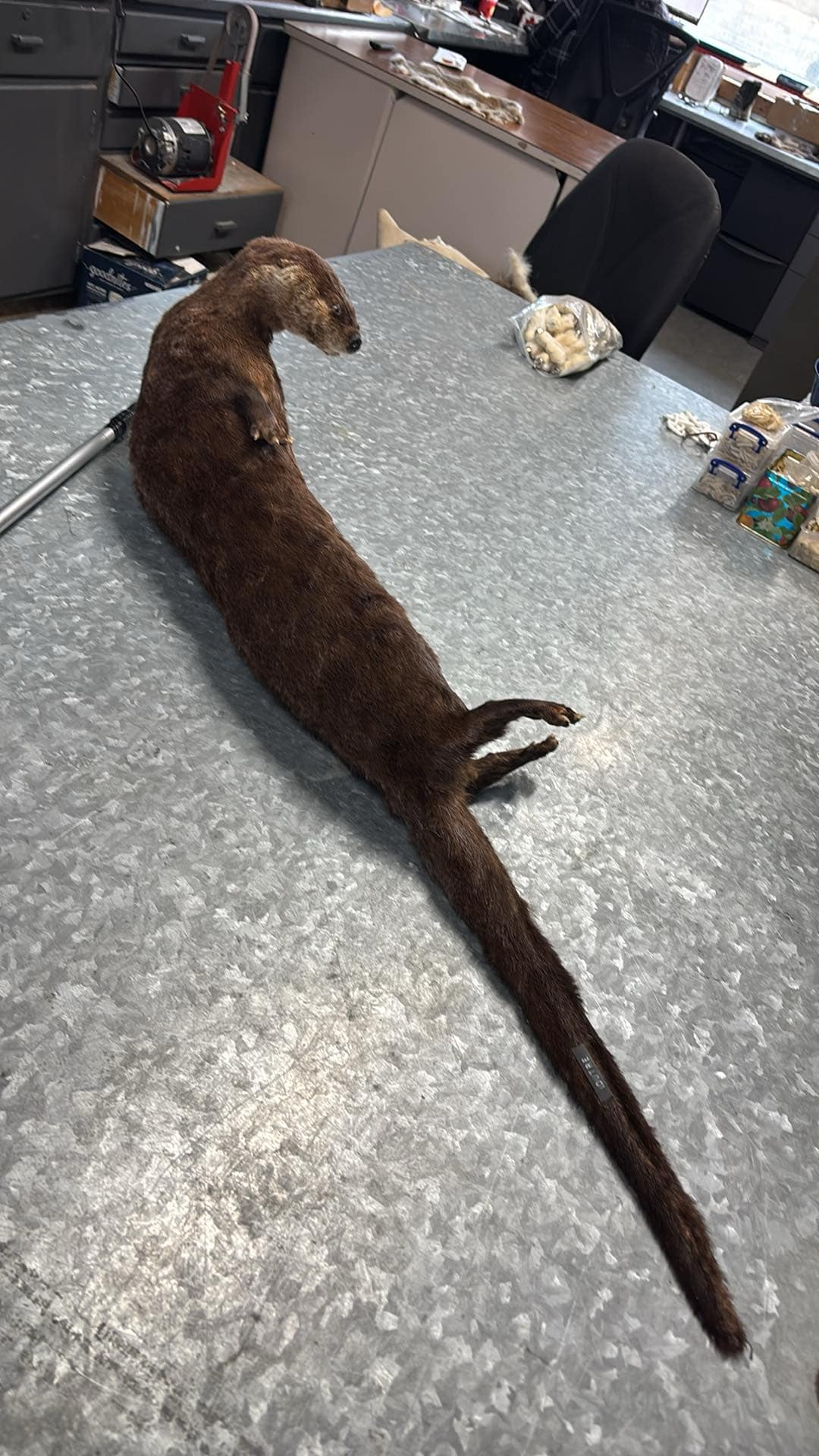 Otter taxidermy