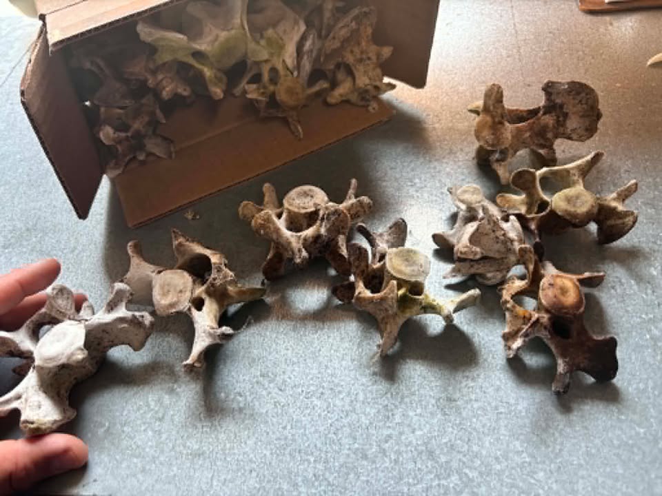 Nikiah Seeds/Shah. Weaver of Bones and Ceremony / special order