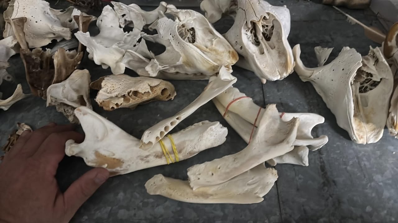 Nikiah Seeds/Shah. Weaver of Bones and Ceremony / special order