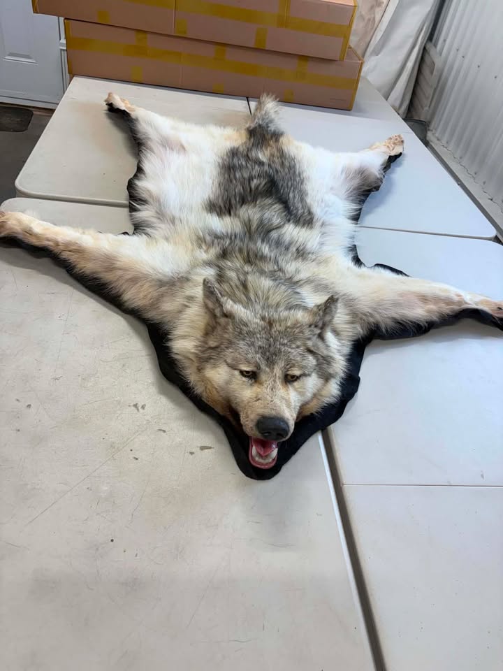 Sarah Drysdale - Wolf