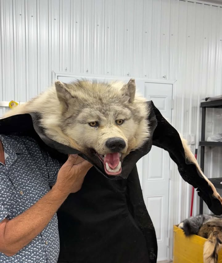 Sarah Drysdale - Wolf