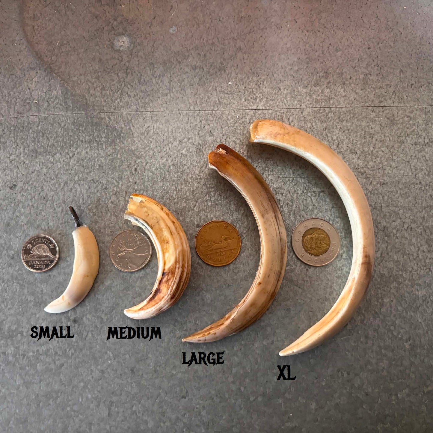 Wild Boar Tusks Pendants