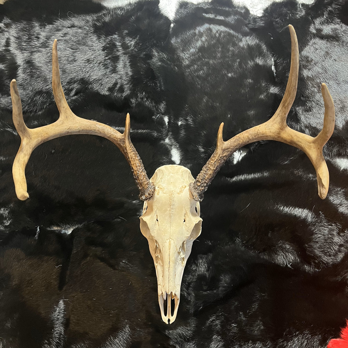 Deer Skulls - 8 Points