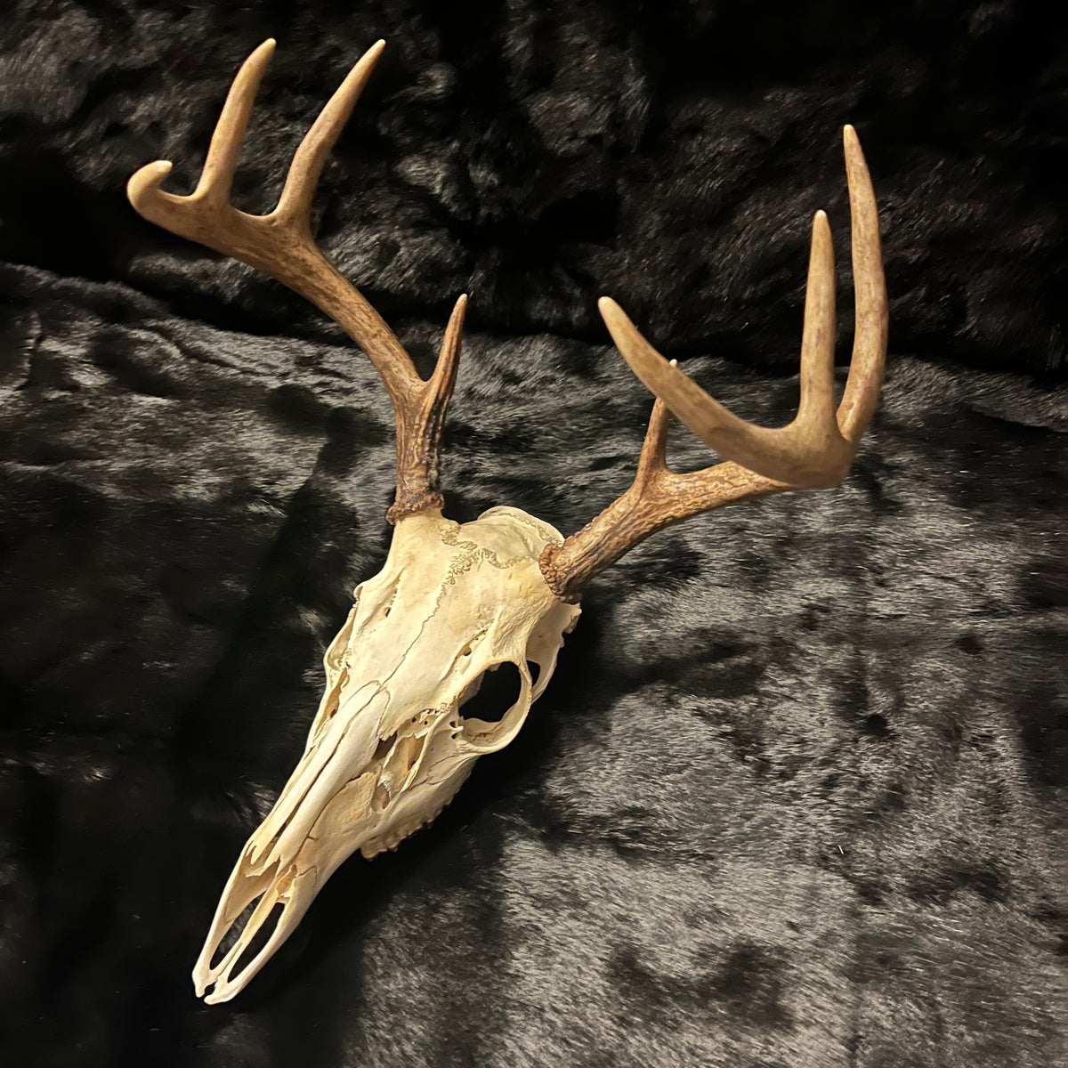 Deer Skulls - 8 Points