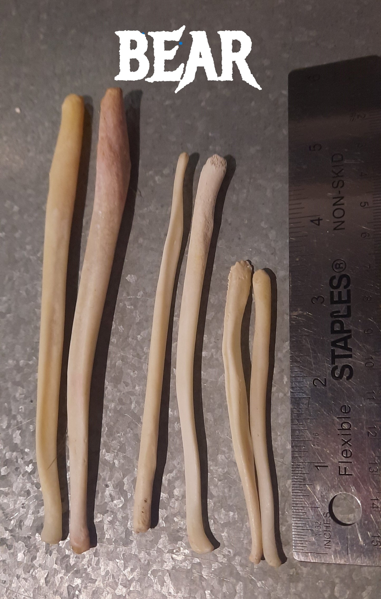 Baculum Bones