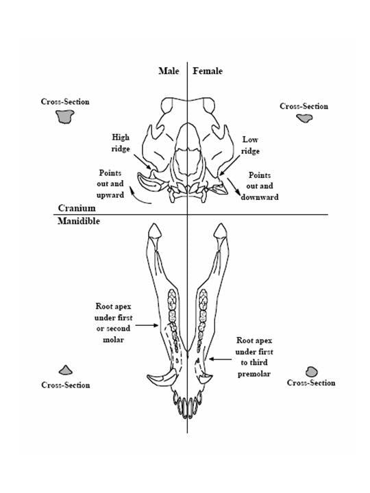 Wild Boar Tusks