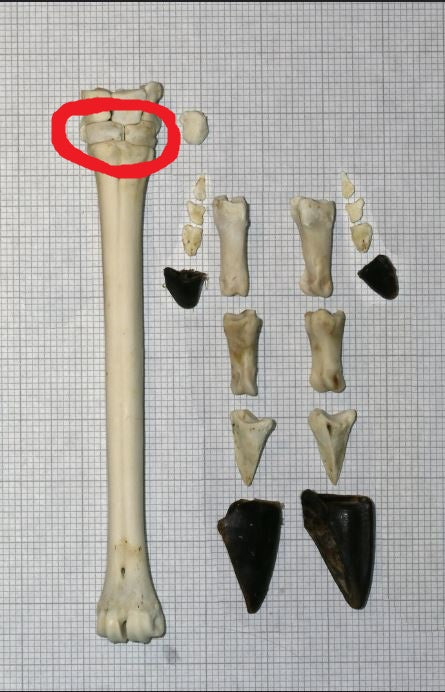 Upper Tibia Deer Bone