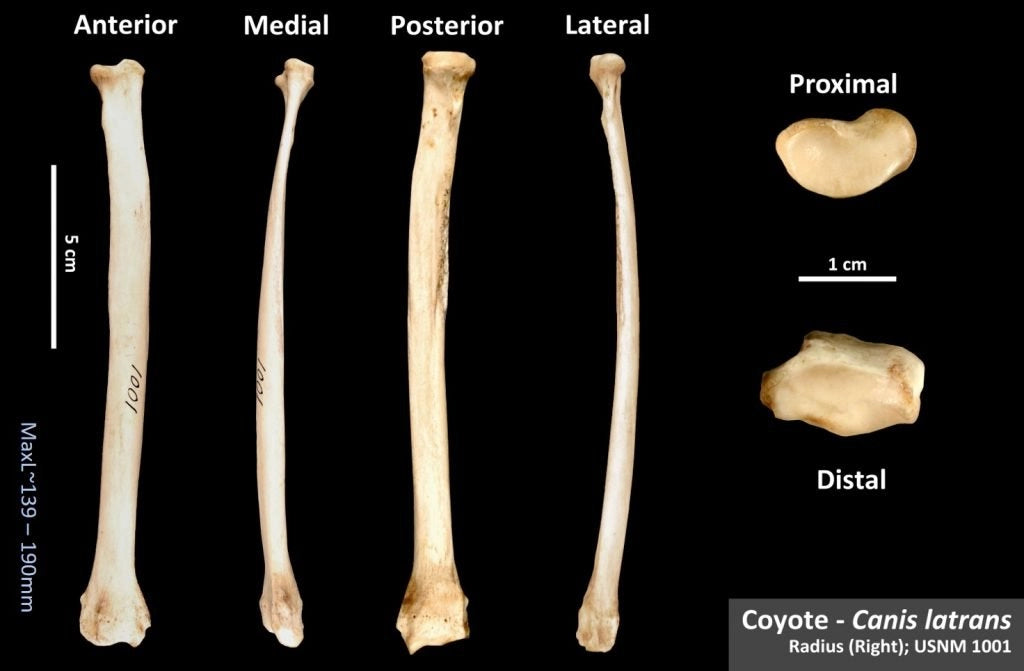 Coyote Bones - Radius