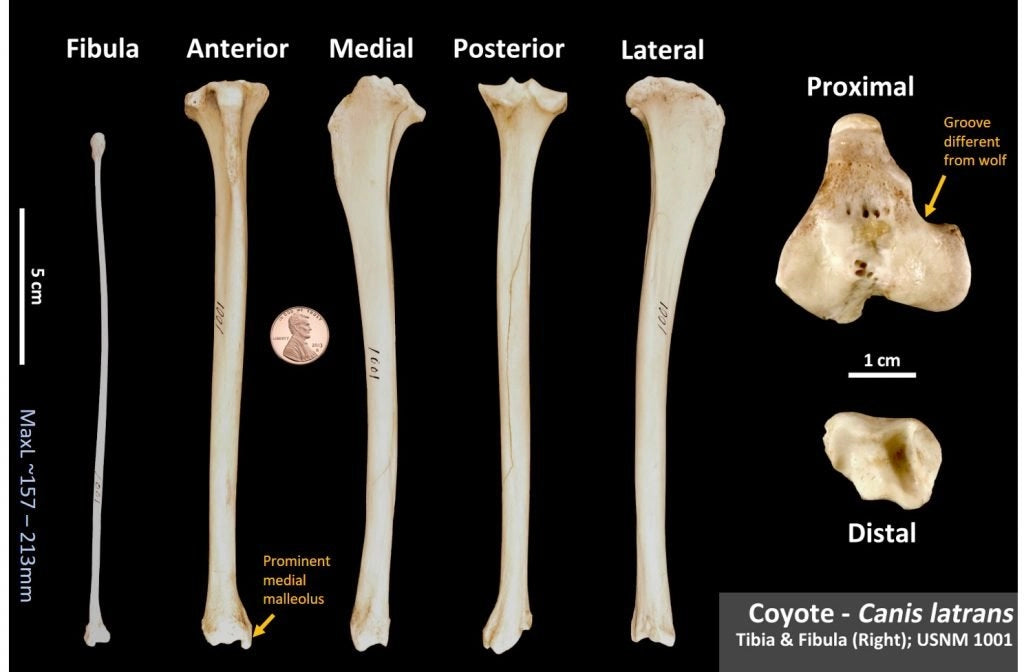 Coyote bone - Fibula