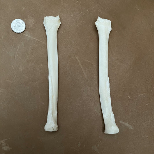 Coyote Bones - Radius
