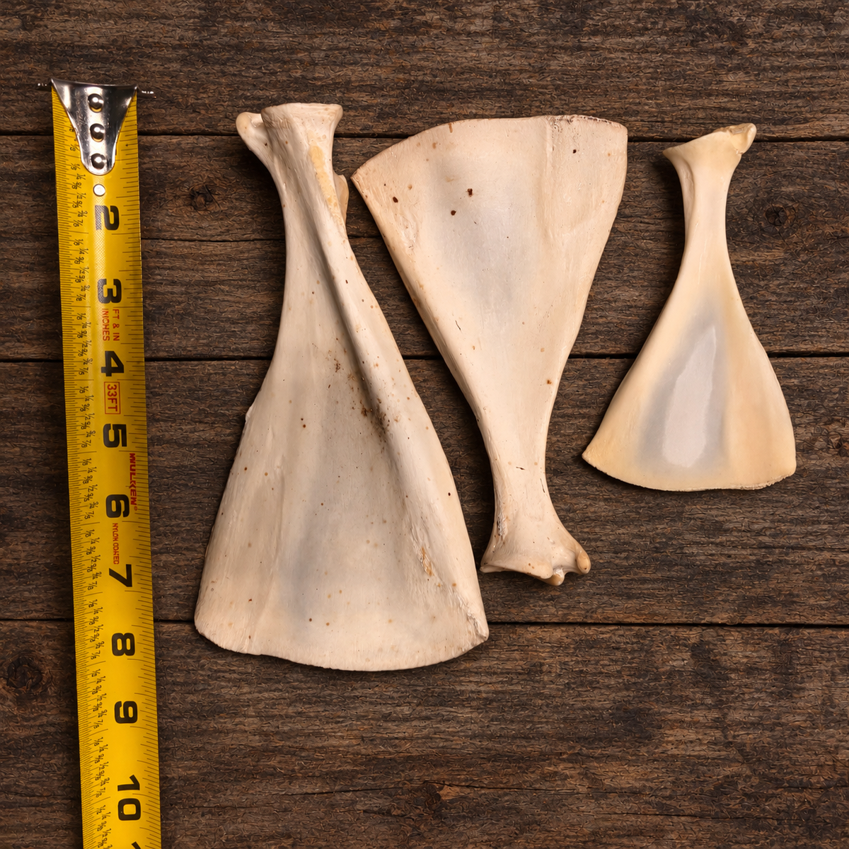 Natural Deer Scapula Bone