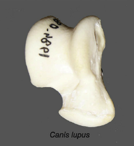 Coyote Bone - Talus