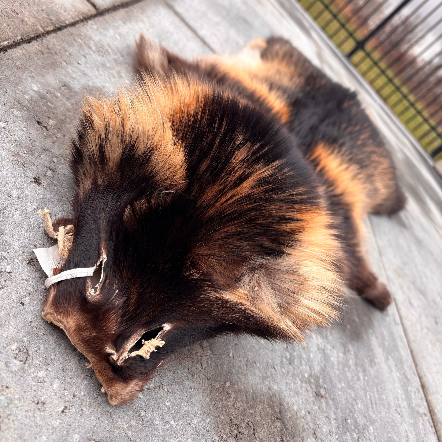Finn Raccoon Fur Pelt, Wolverine