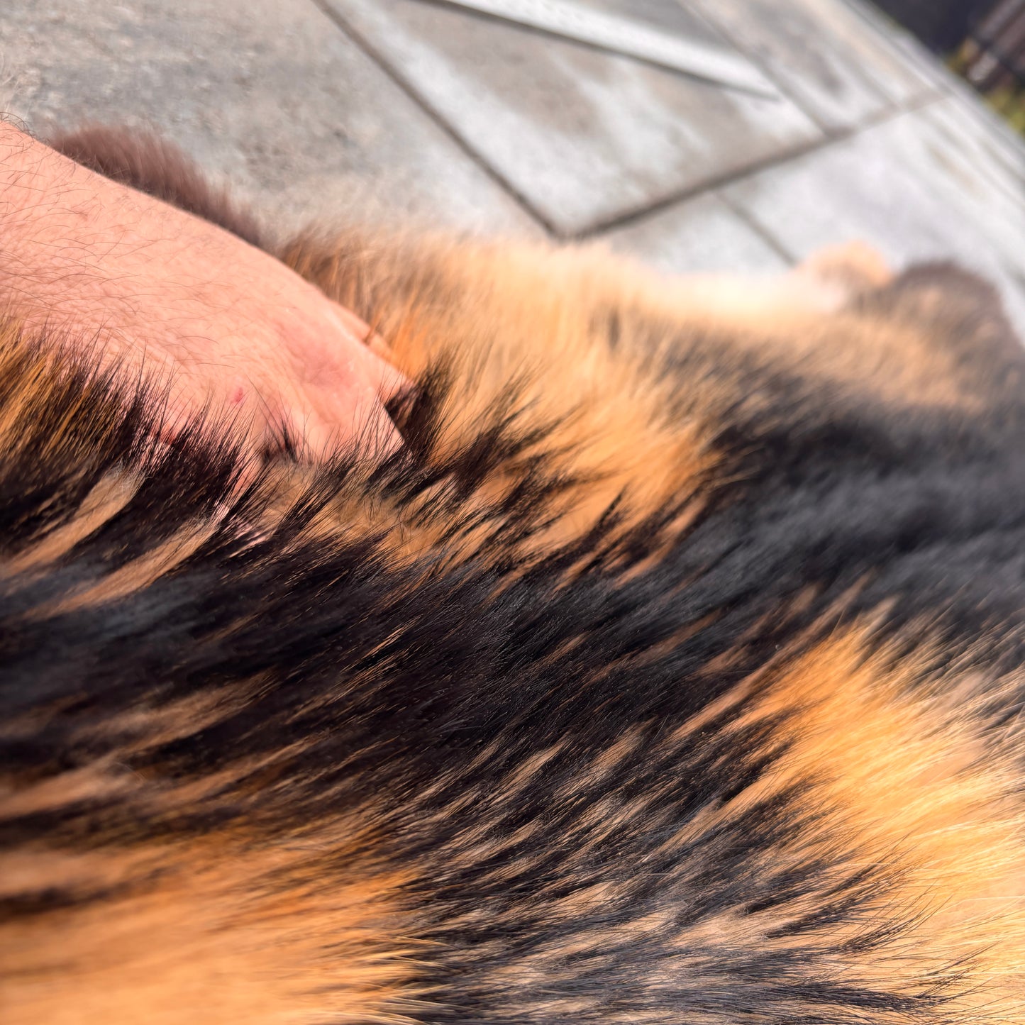 Finn Raccoon Fur Pelt, Wolverine