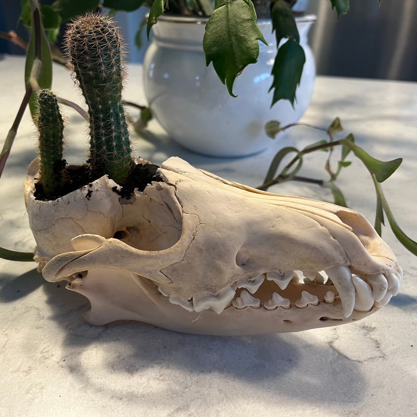 Plant Coyote Skull