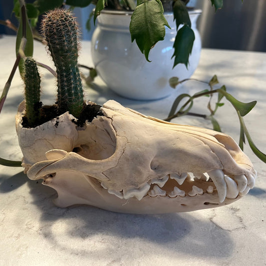 Plant Coyote Skull