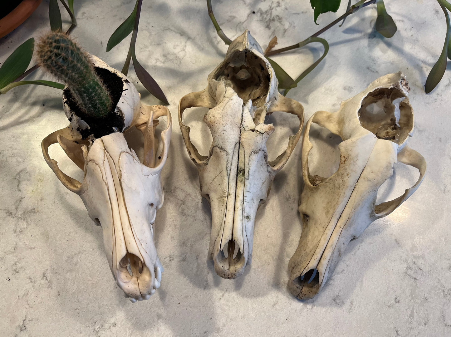 Plant Coyote Skull