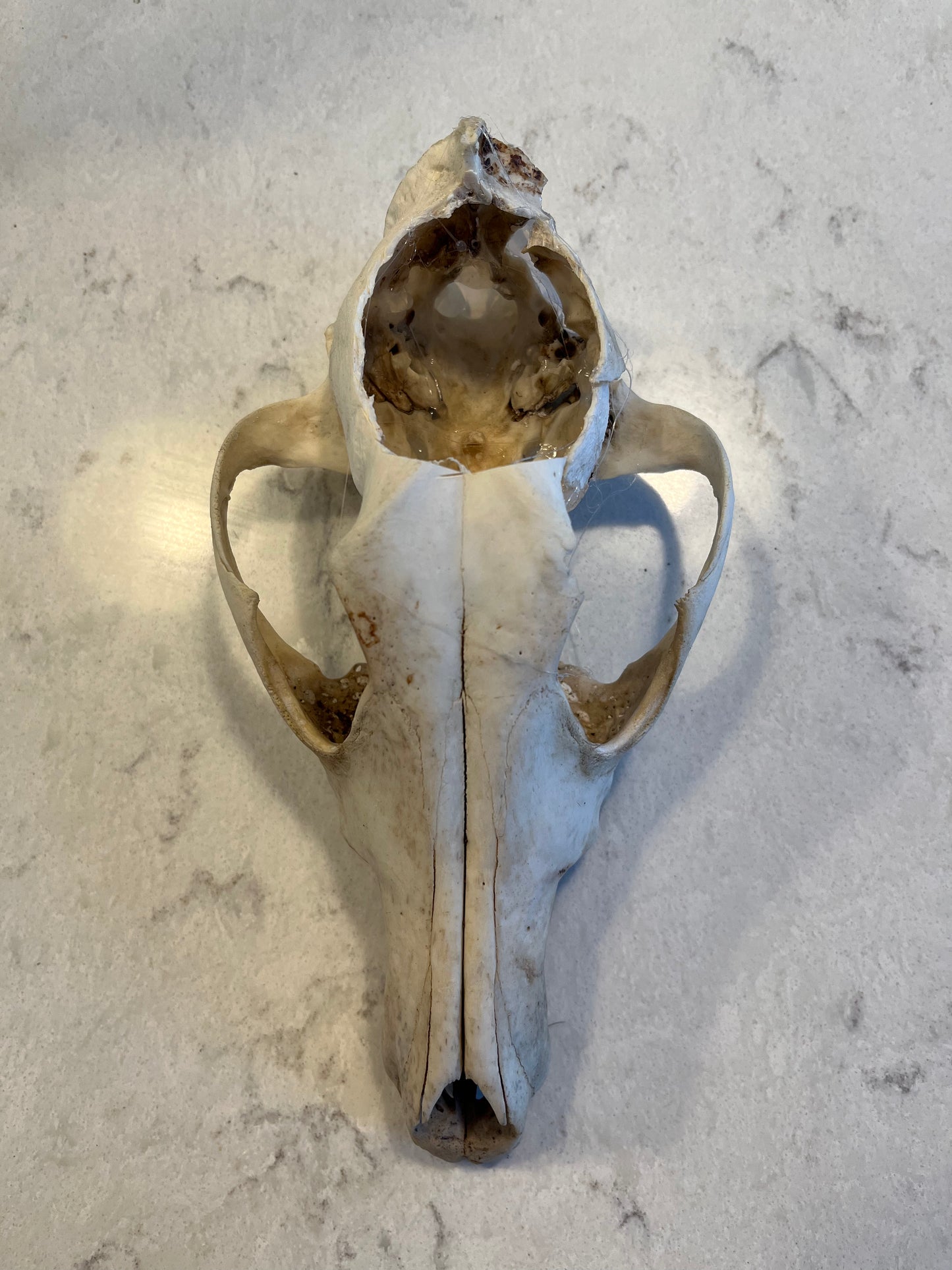 Plant Coyote Skull