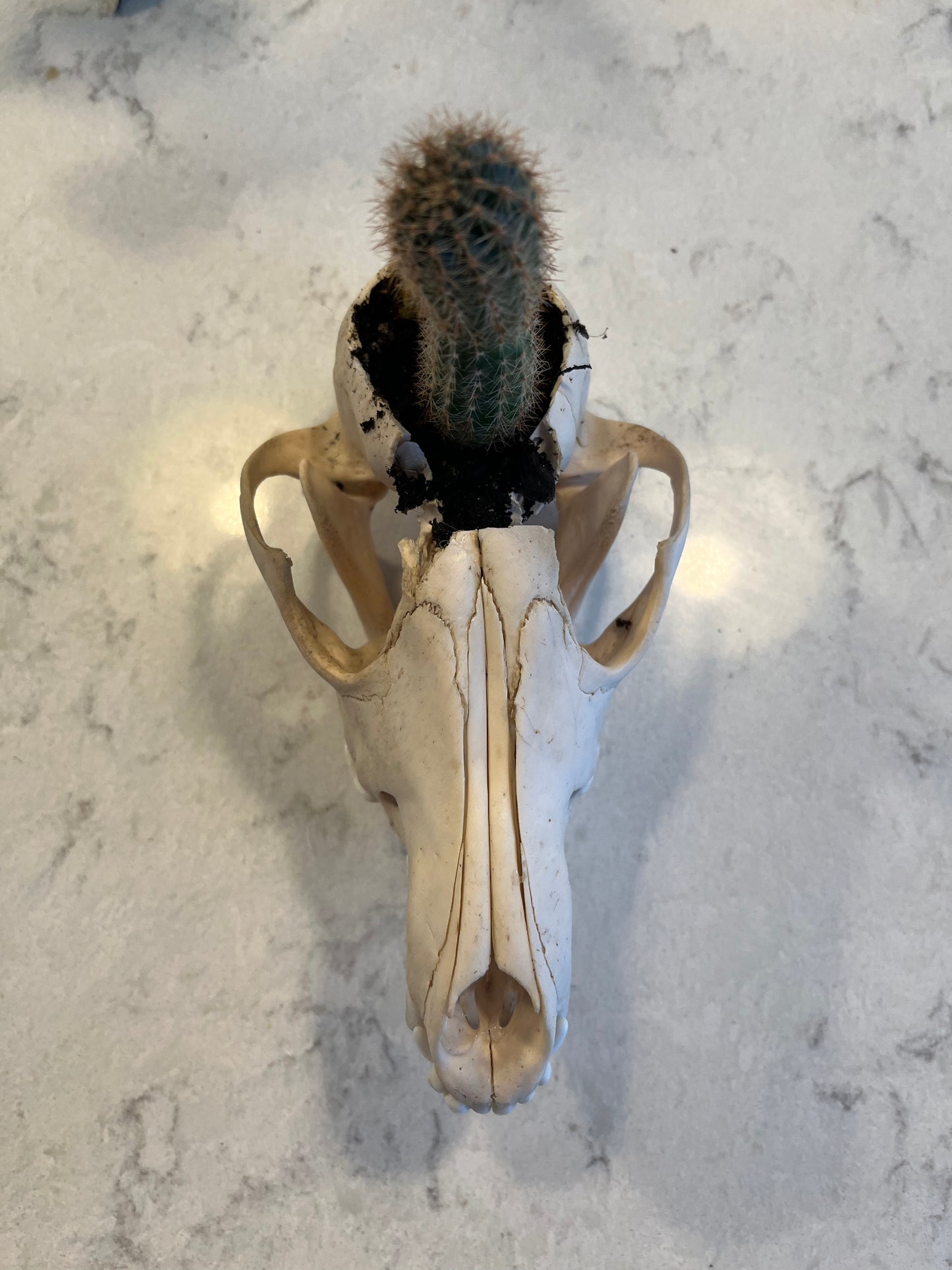 Plant Coyote Skull