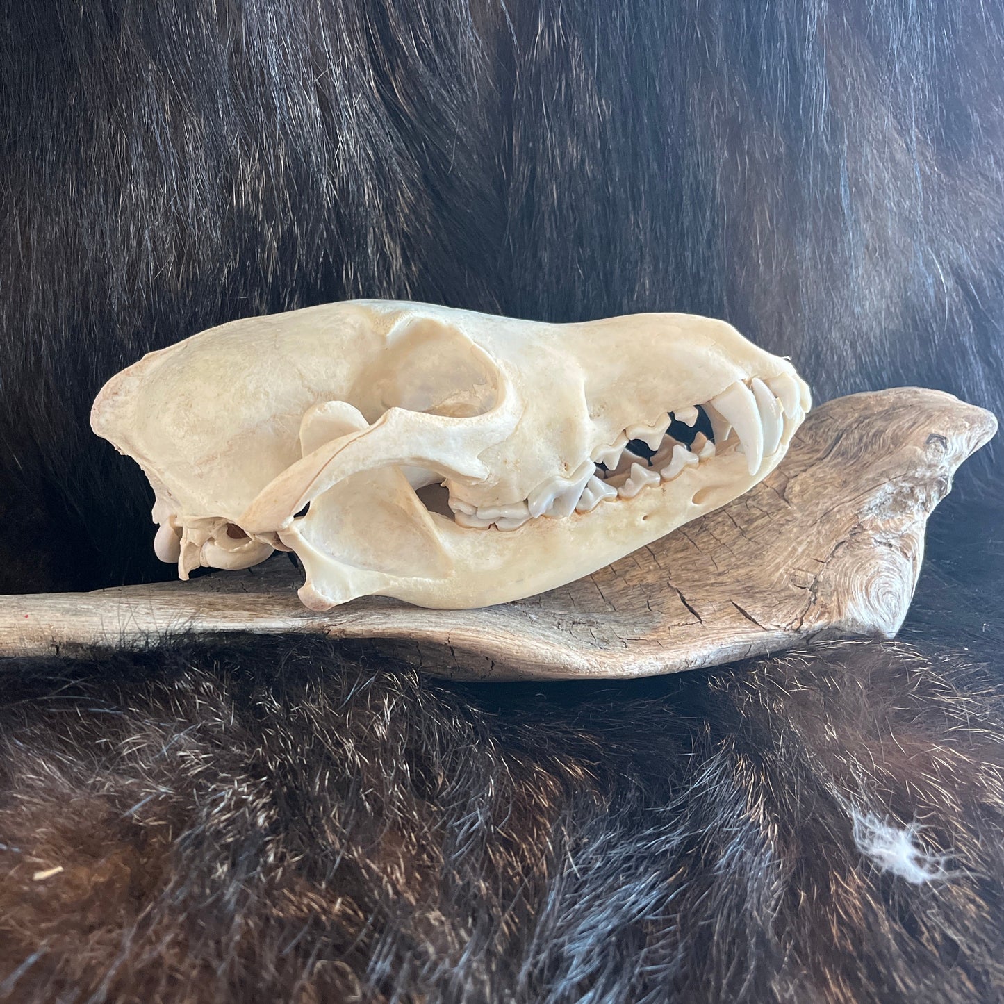 Coyote Skulls, Bone