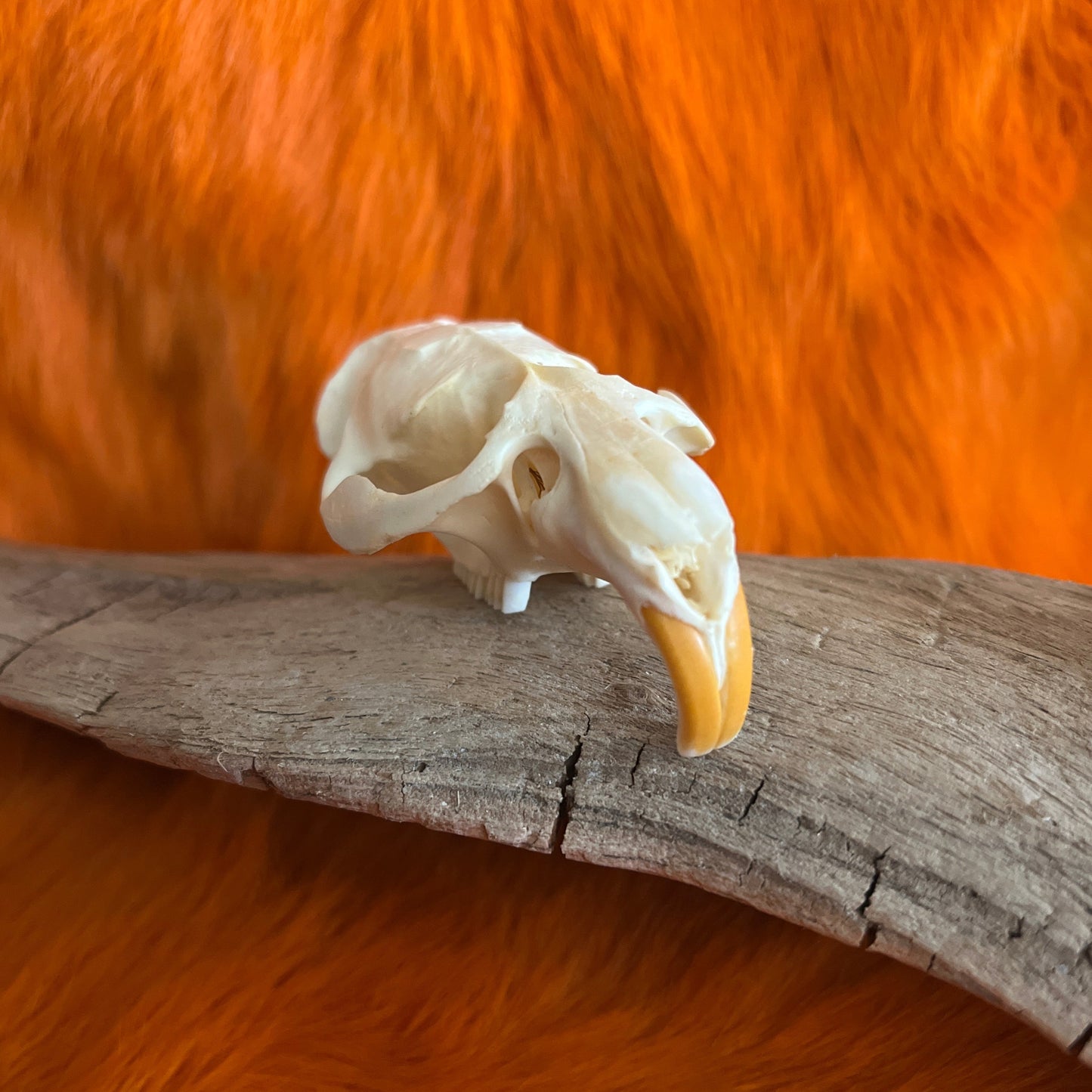 Muskrat Skull Without Jaw