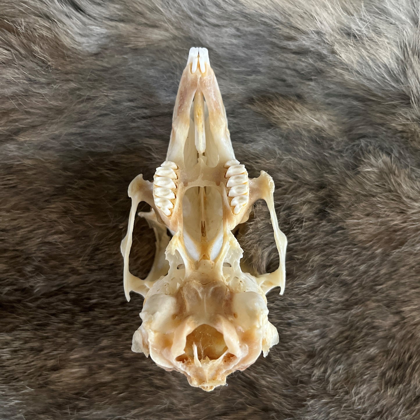 Natural Rabbit Skull - No Lower Jaw