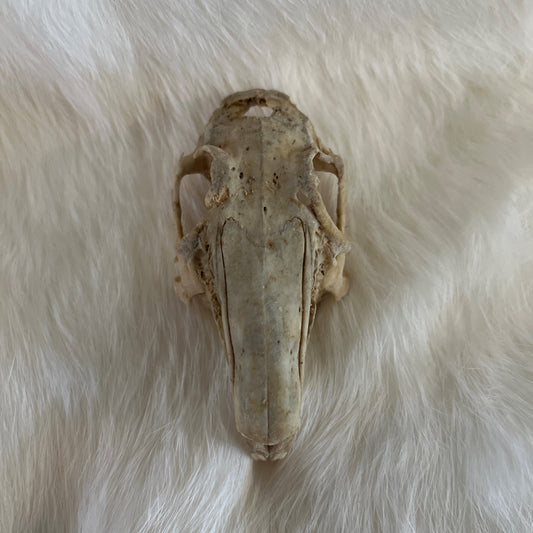Rabbit Skulls - Without Lower Jaw