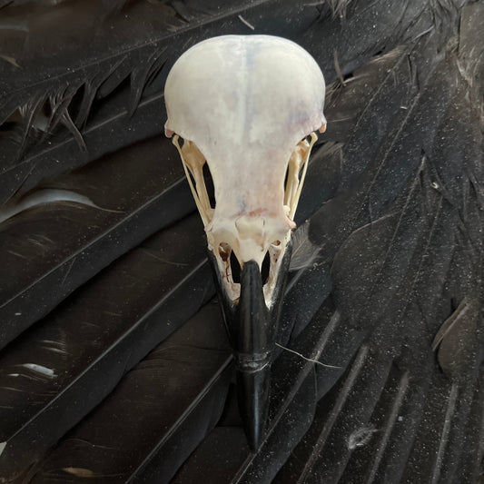Crow Skull - Whitened
