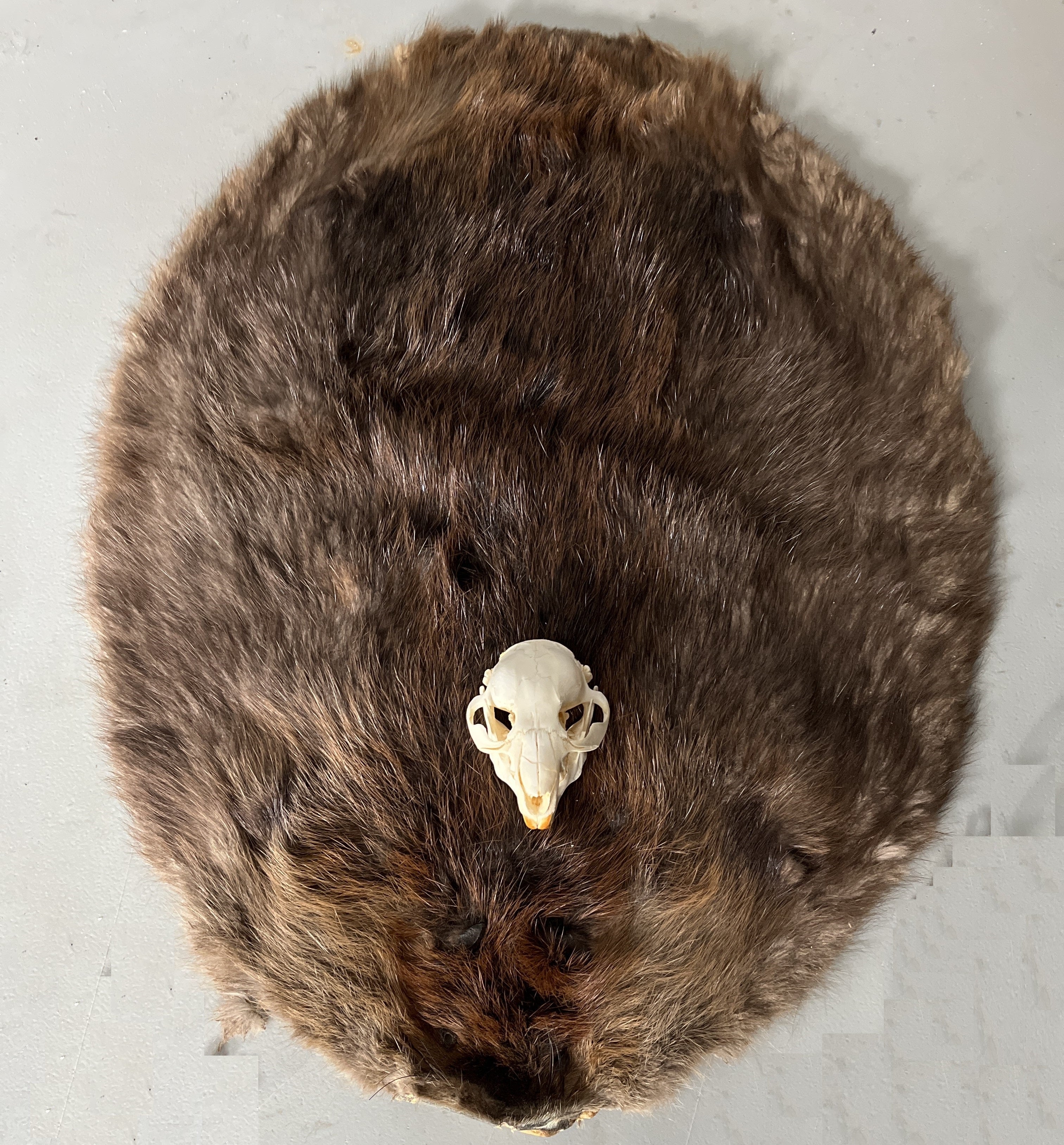 Authentic Beaver Canadian Beaver Fur Pelt – Medieval Fur