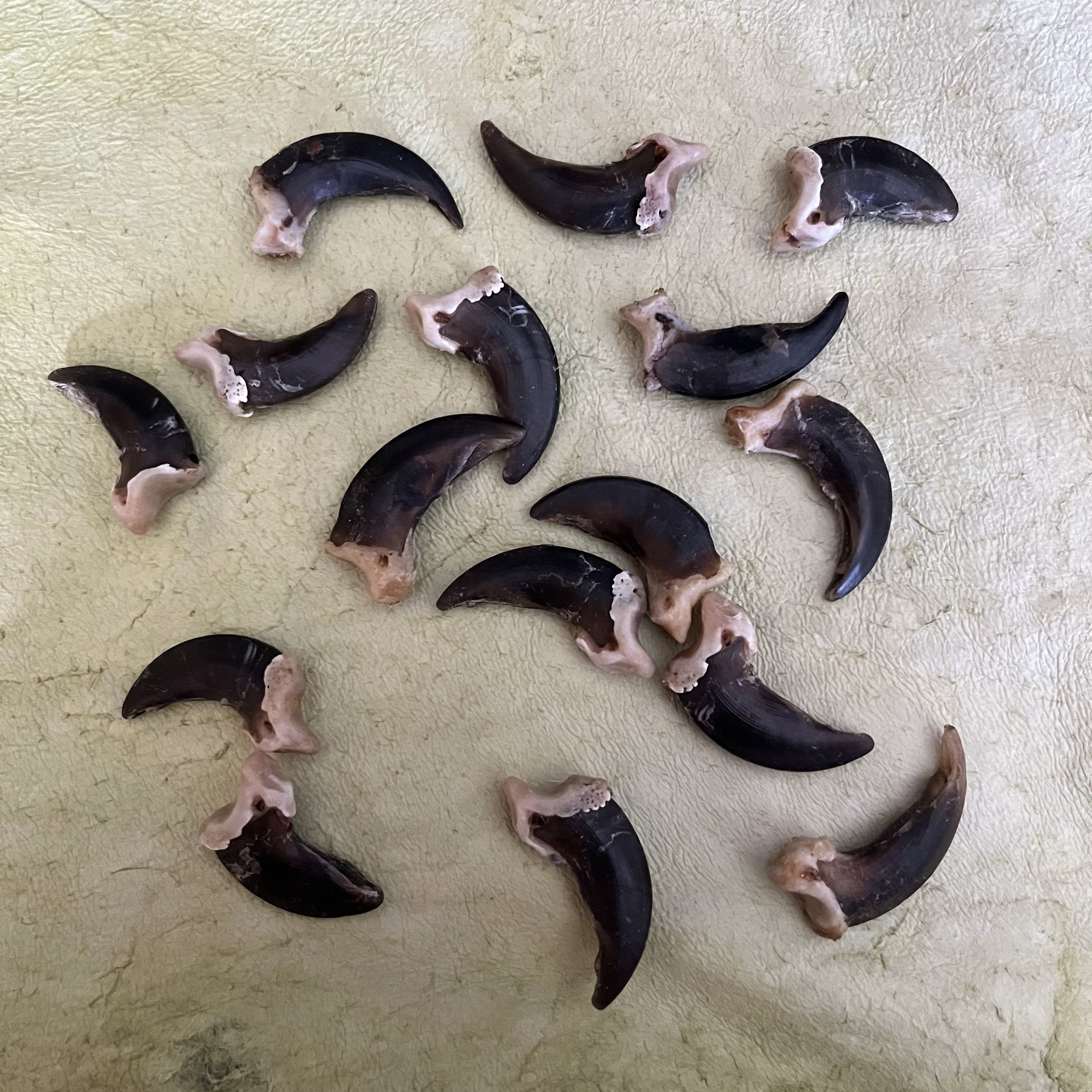 Wolves Claws Wolf Claw - Premium Quality – Medieval Fur