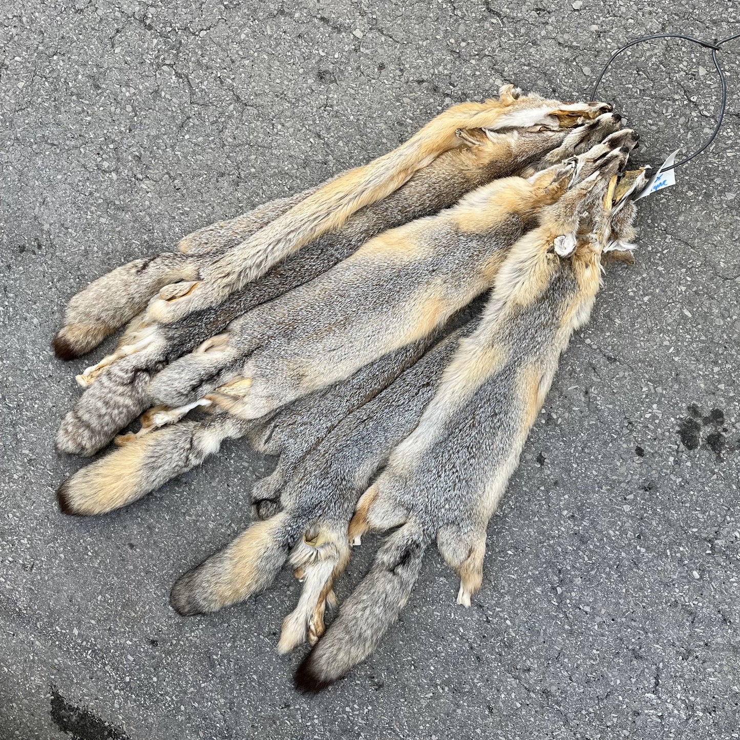 Plains Fox Fur Pelts