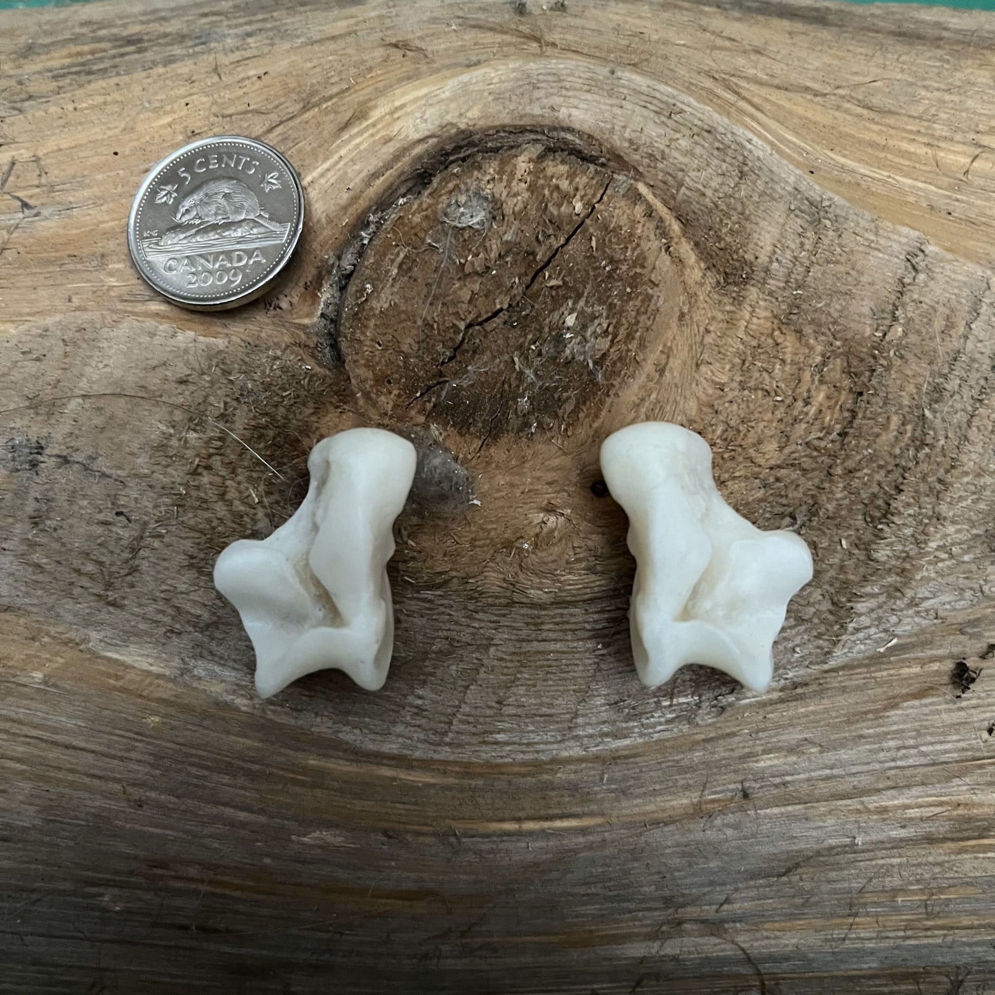 Coyote Astragalus Bone