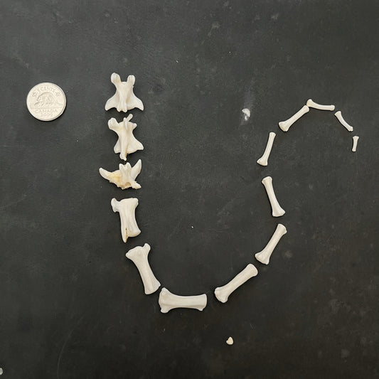 Coyote Tail Bones