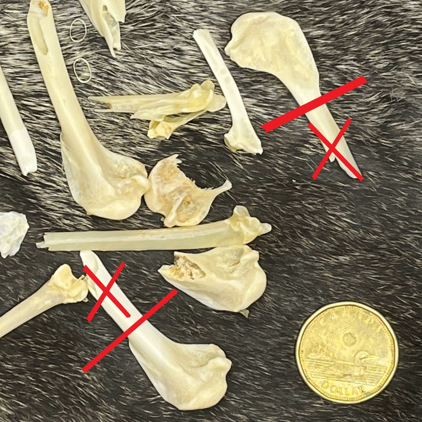 Earrings - Femur Crow Bone fragments