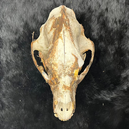Mummified Bear Skull