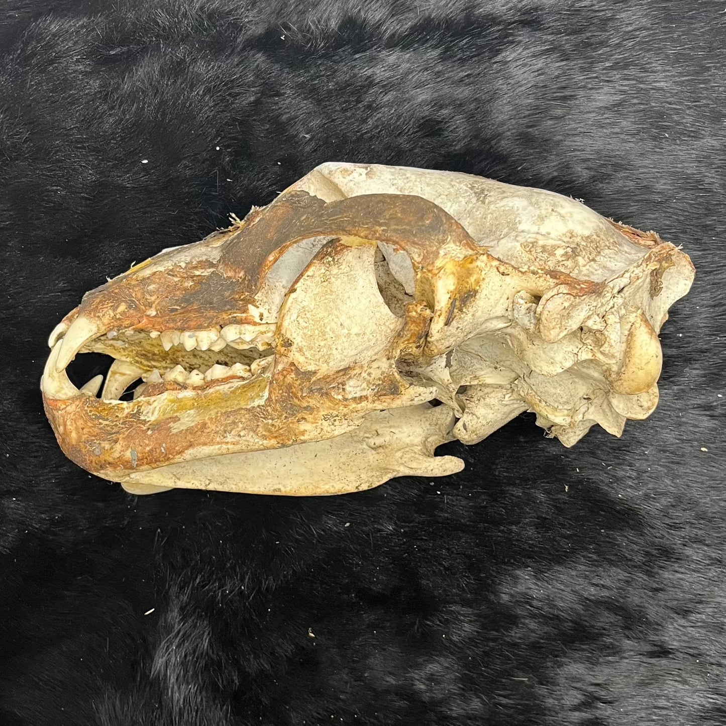 Mummified Bear Skull