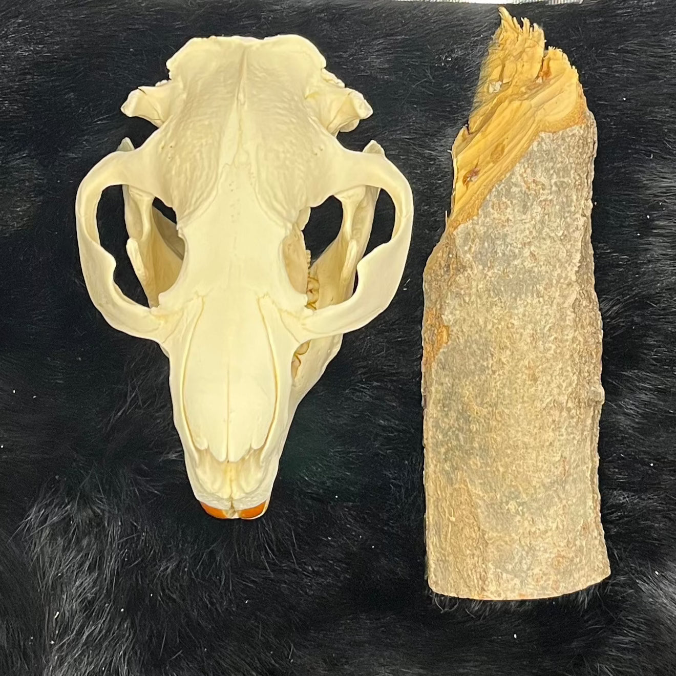 Beaver Skull, Bone