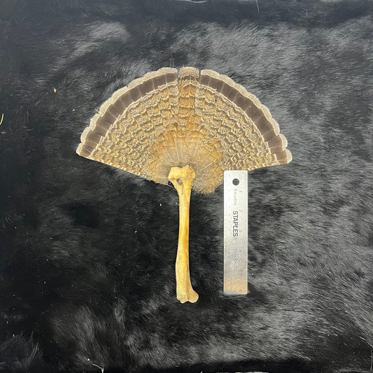 Ruffed Grouse Tail Fan