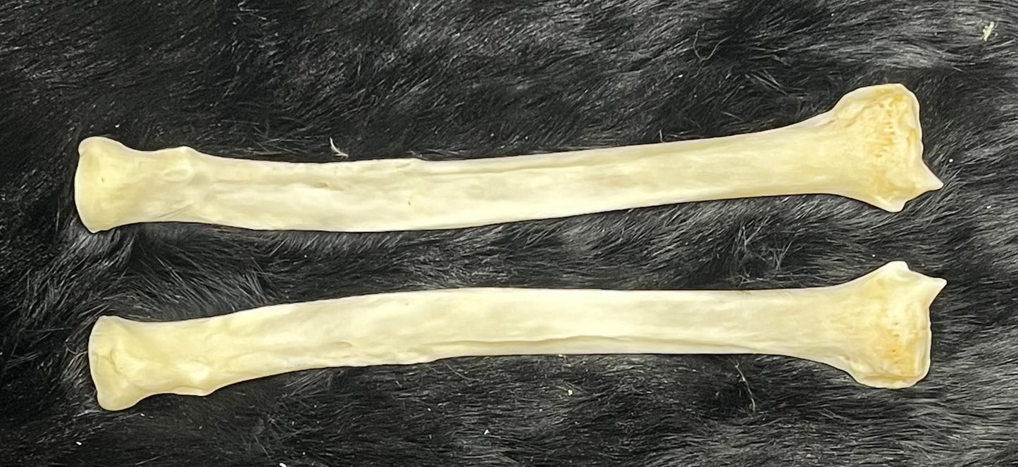 Radius Wolf Bones