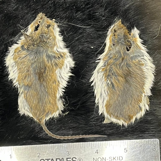 Mouse With Ruffle Fur Mouse Bones & Furs – Medieval Fur