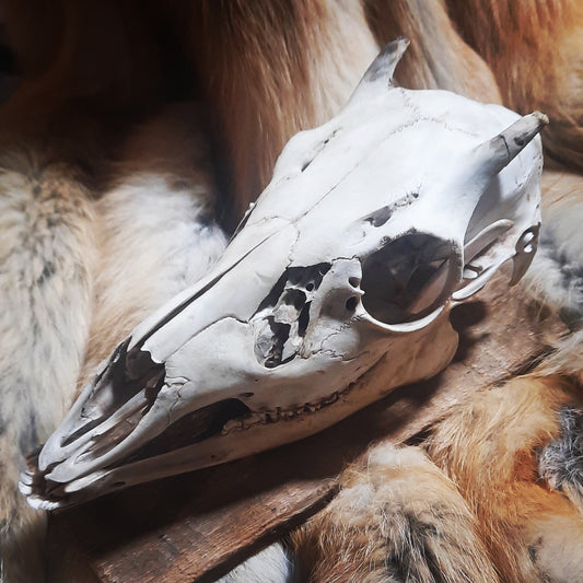 Deer Devil Skull