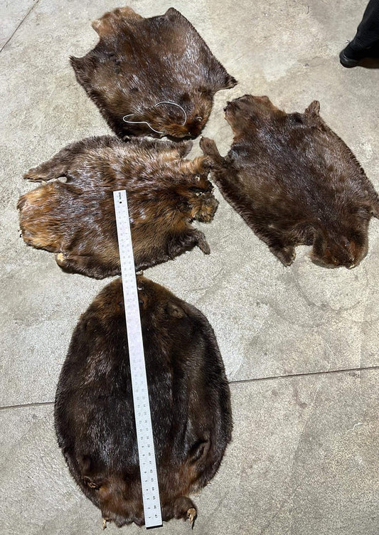 Beaver Fur Pelt