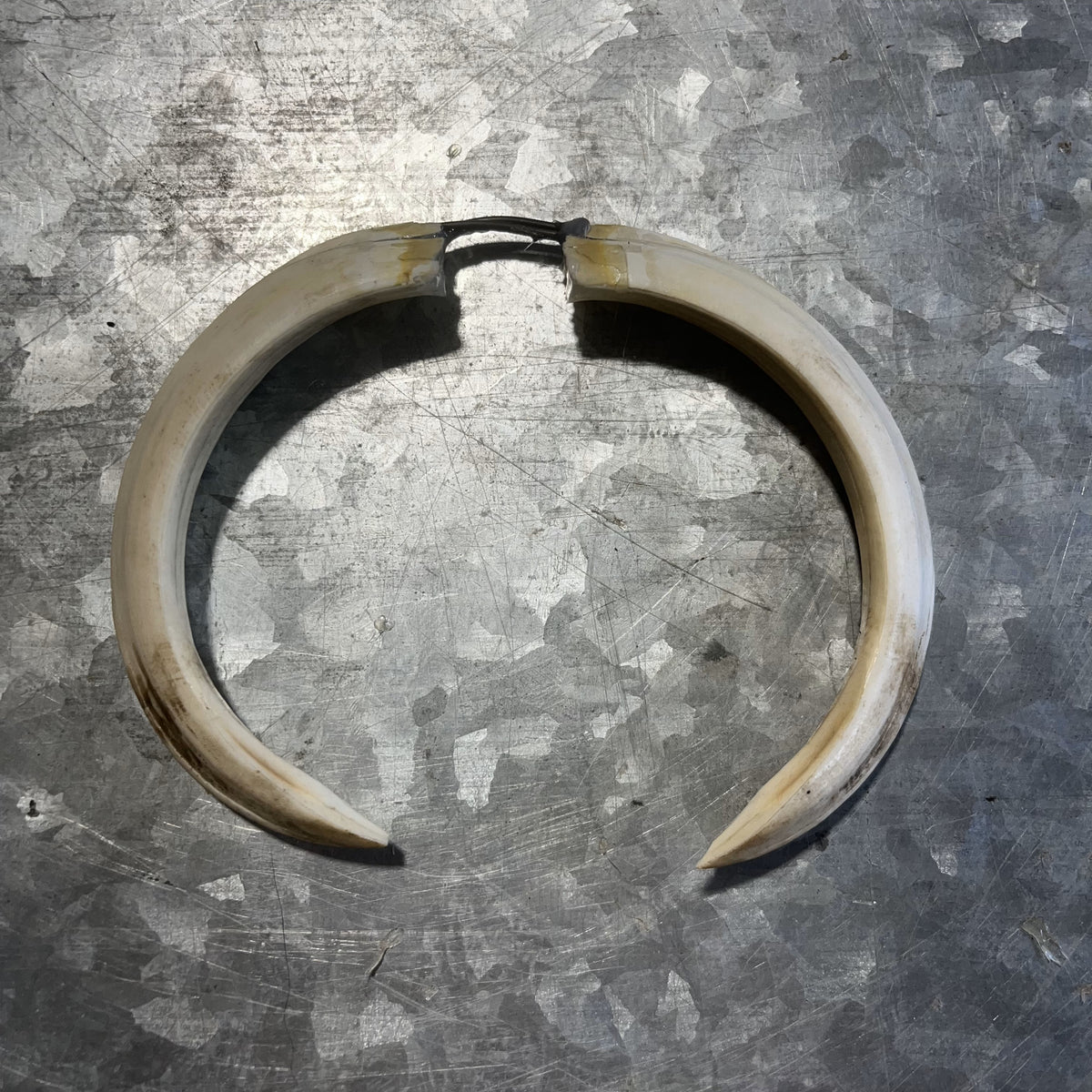 Large Wild Boar Tusks Pendants