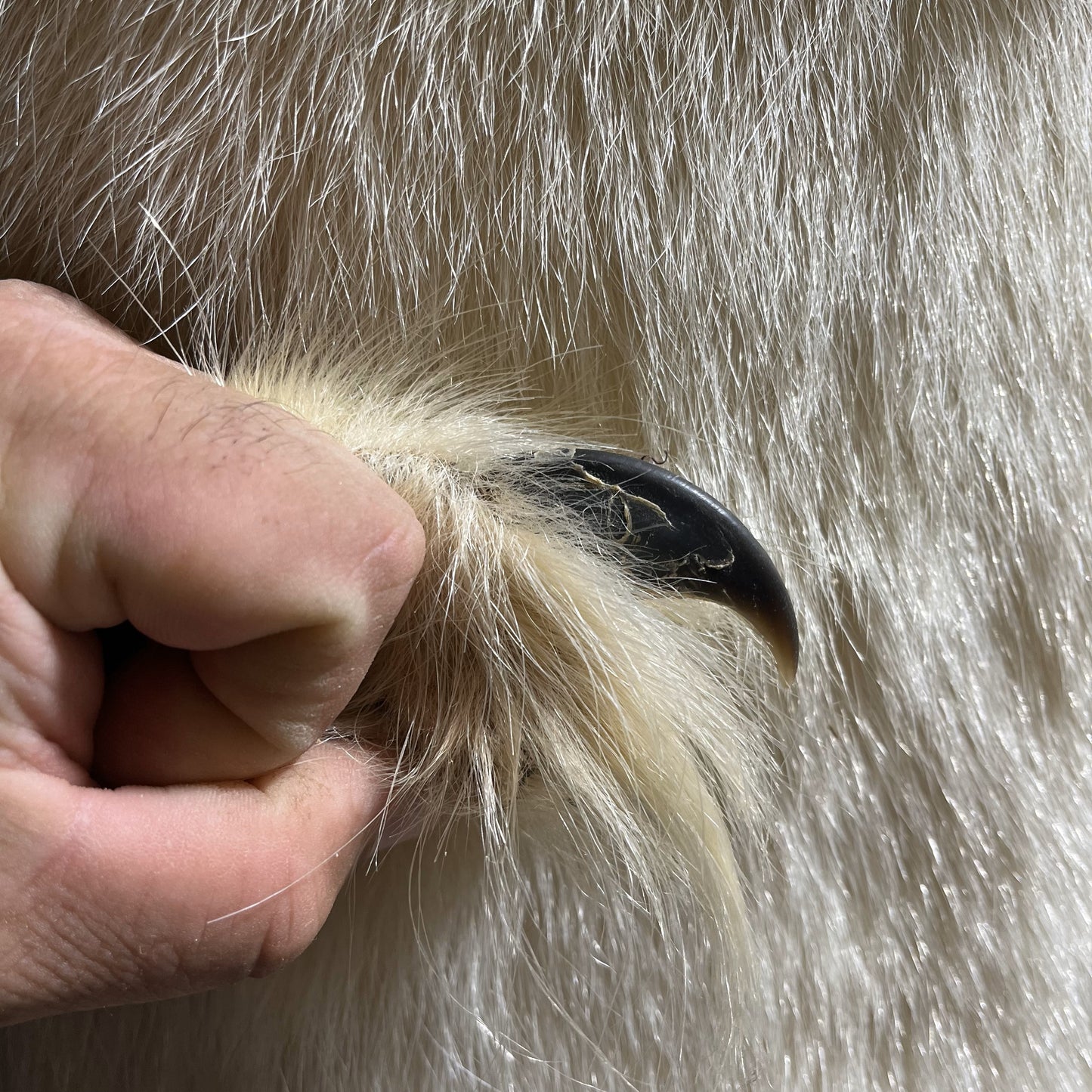 Polar Bear Claws