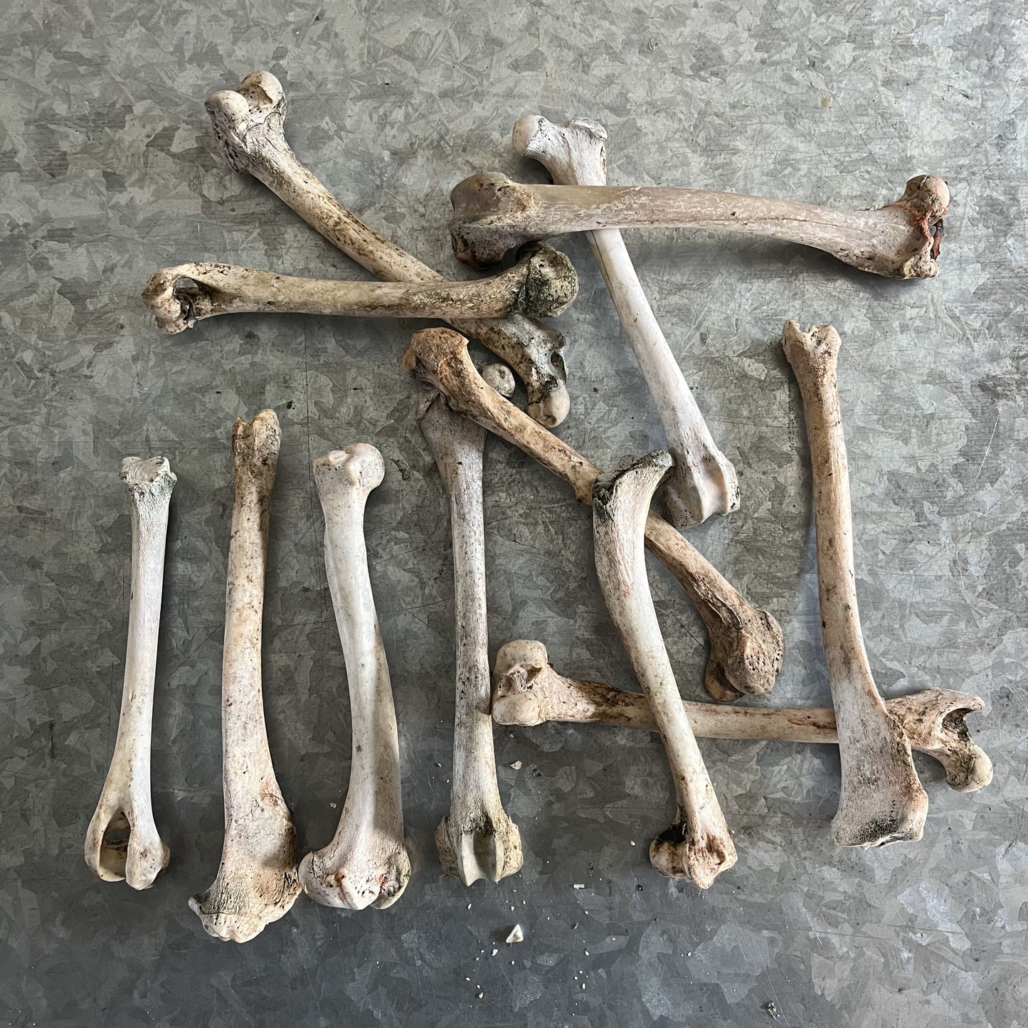 Real Animal Bones - Natural