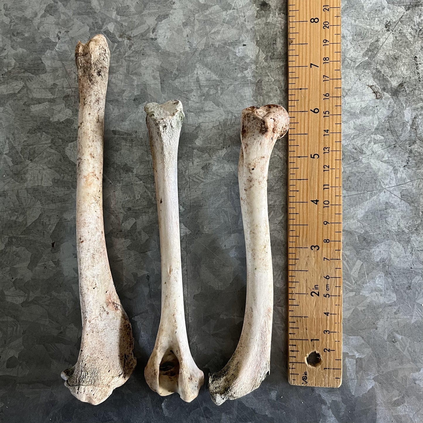 Animal Bones - Natural