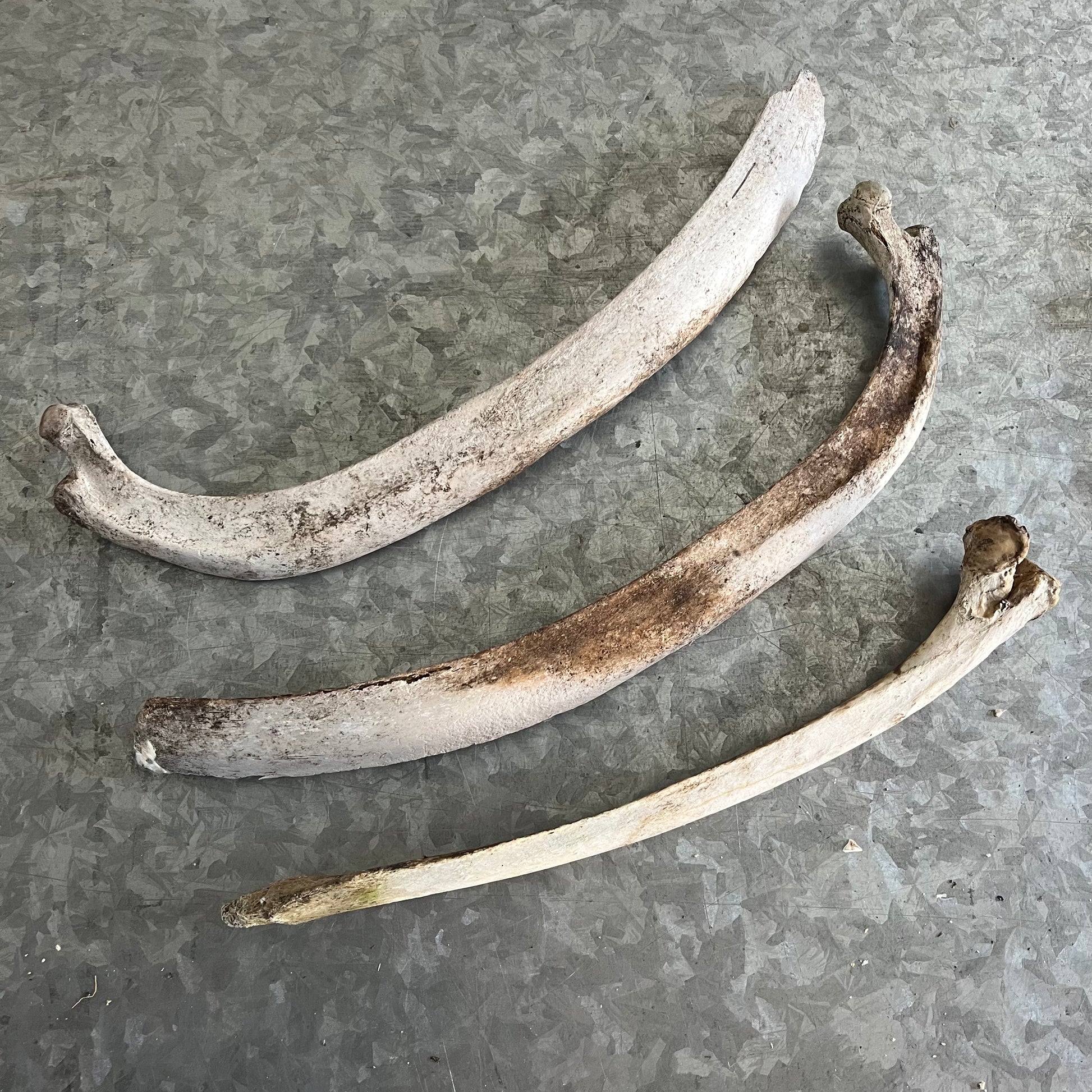 Red Riding Hood Rib Bone Horse Rib Bones – Medieval Fur