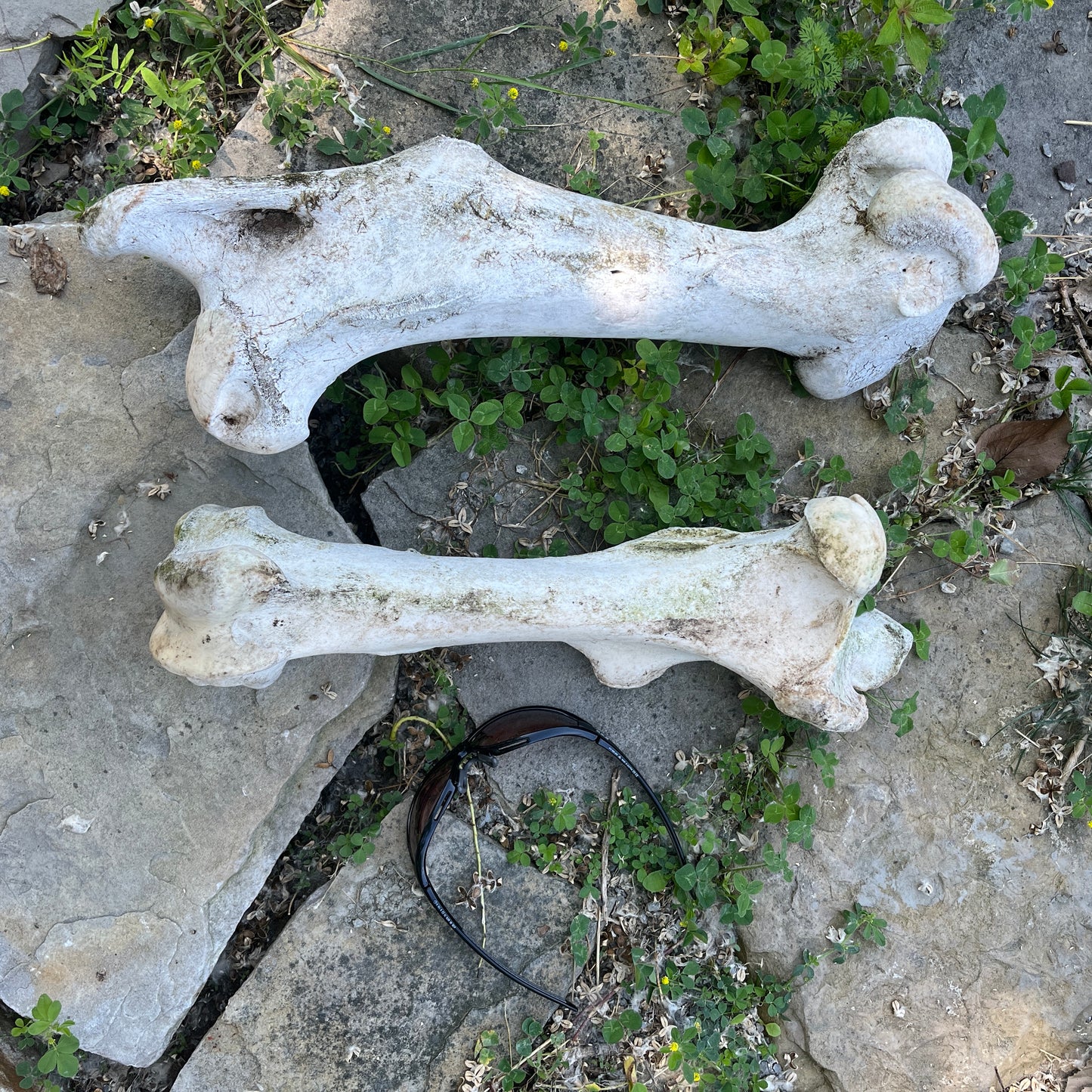 Femus Horse Bone