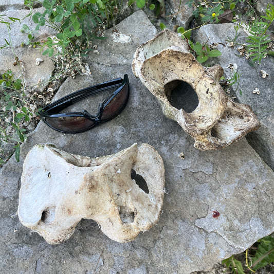 Atlas Horse Bone