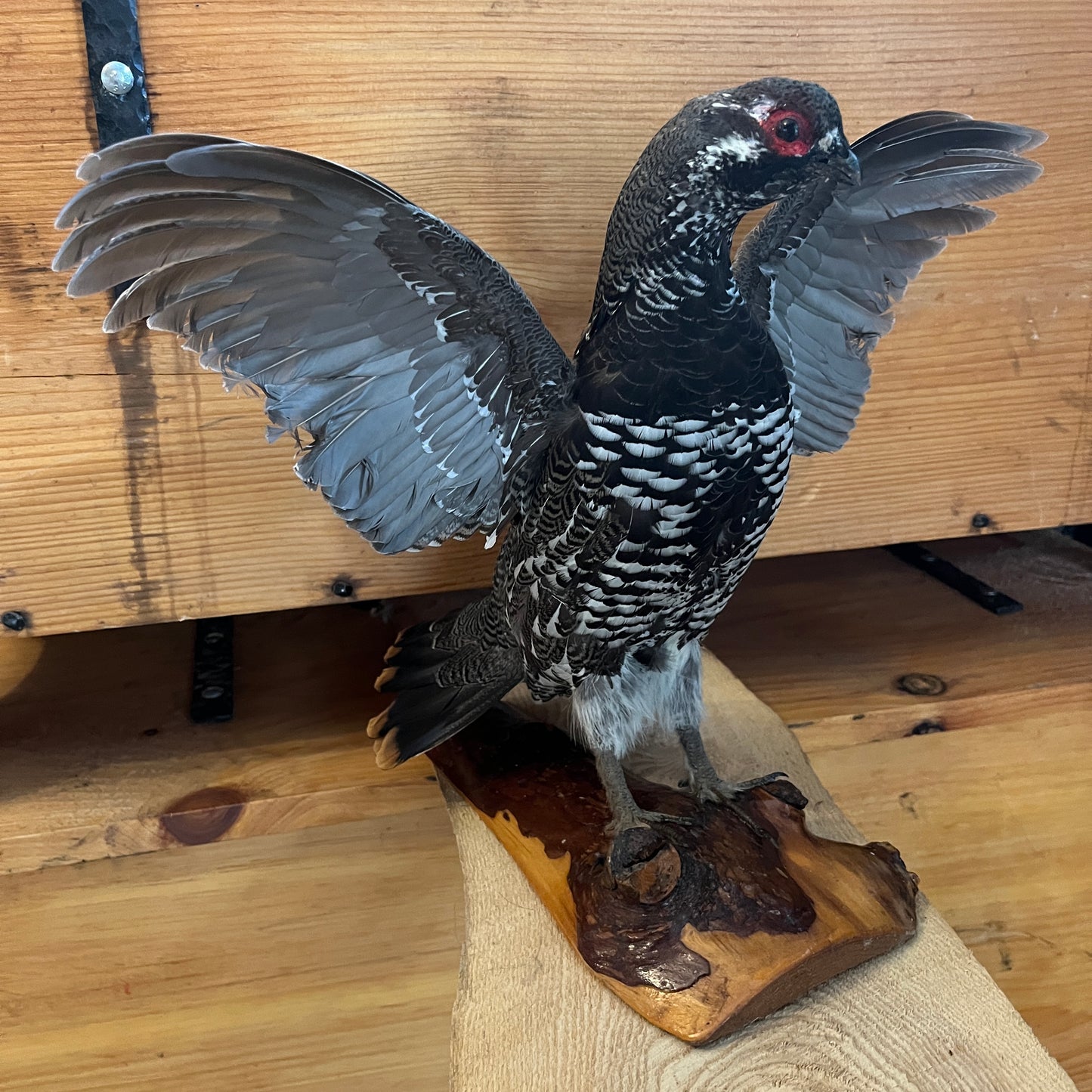 Pheasant vintage taxidermy